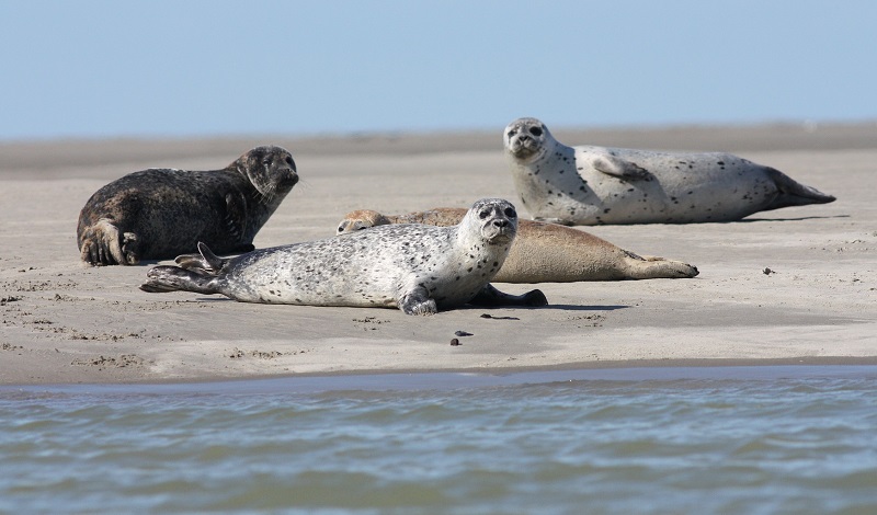 How can I see seals?