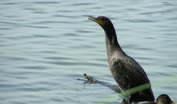 Hunting in the Bay