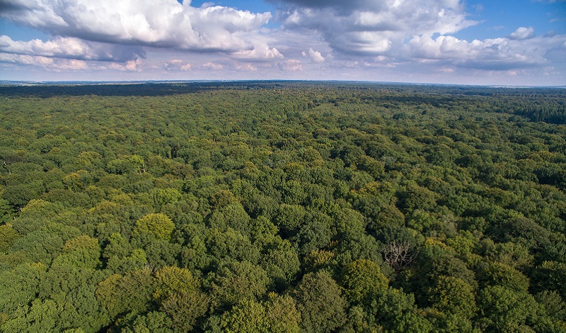 The Crécy Forest