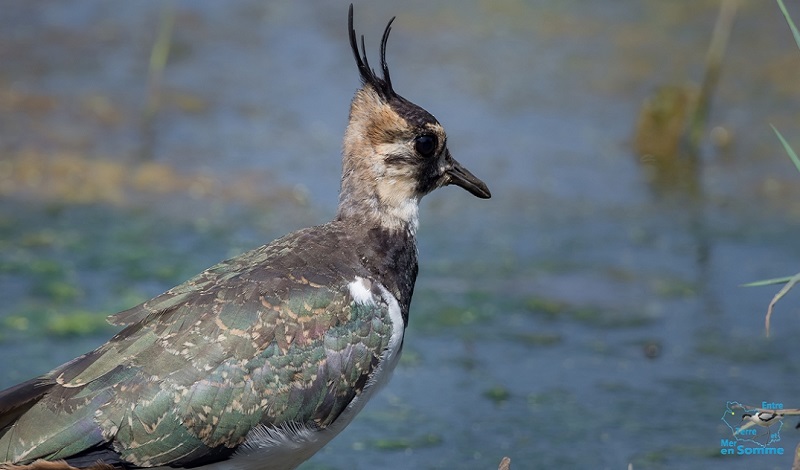 Ornithologisches Reservat von Grand Laviers