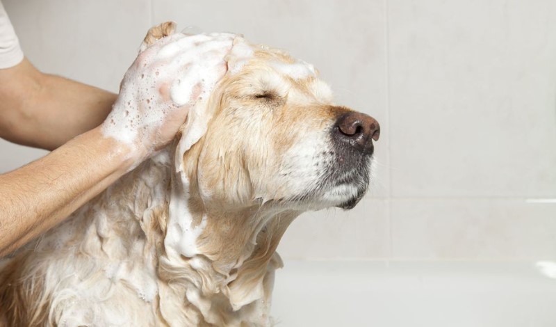 AniMal'eau Toilettage Waben - I Love My Dog