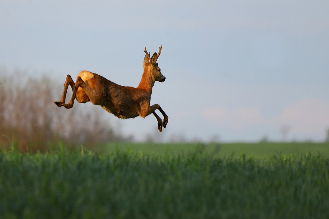 In the footsteps of the silver antlered deer