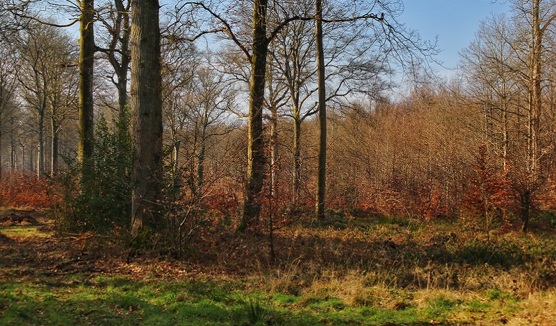 Around the Forest