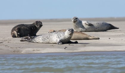 Phoques en Baie de Somme