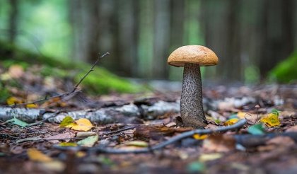 ©egorkamelev