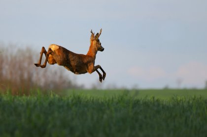 Sur les pas du chevreuil aux bois d\'argent