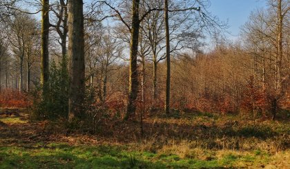 Forêt de Crécy