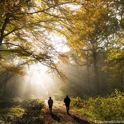 Forêt