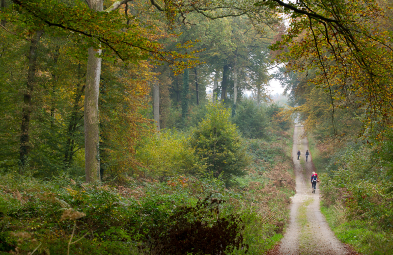 Les circuits en forêt de Crécy