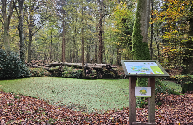 Les circuits en forêt de Crécy