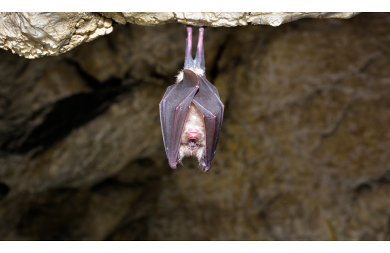 Journée de la chauve-souris à Saint-Riquier