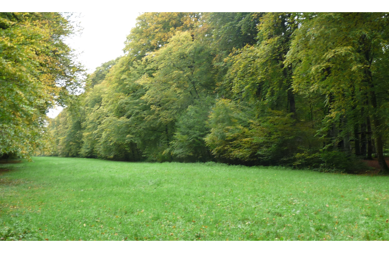 Fête de la forêt