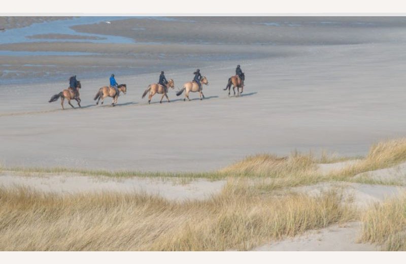 Espace Equestre Henson-Marquenterre