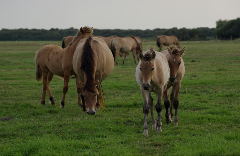 Espace Equestre Henson-Marquenterre