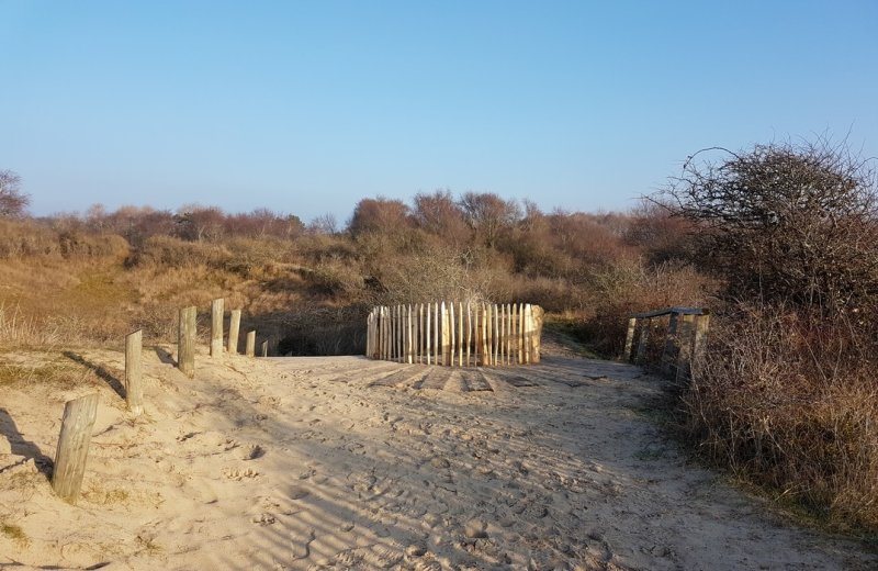 Authie dune