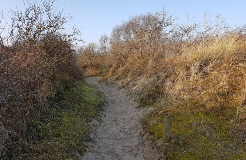 Authie dune