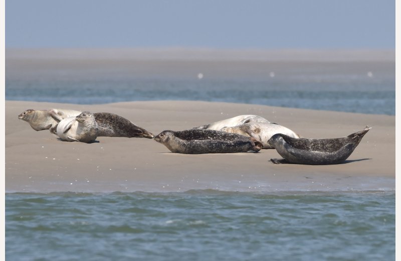 Passion Baie de Somme