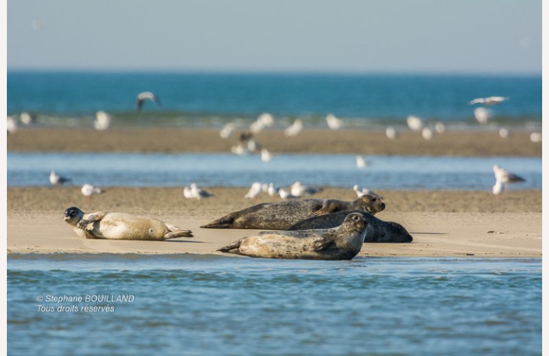 Escapades en Baie de Somme