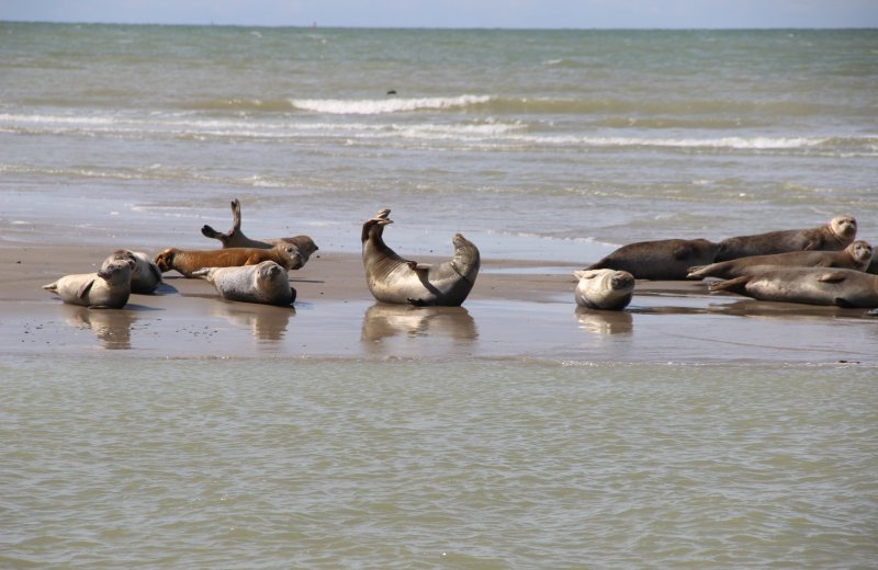 Passion Baie de Somme