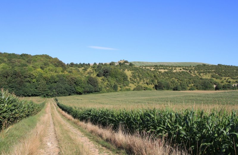 The 3 Fétus Walk