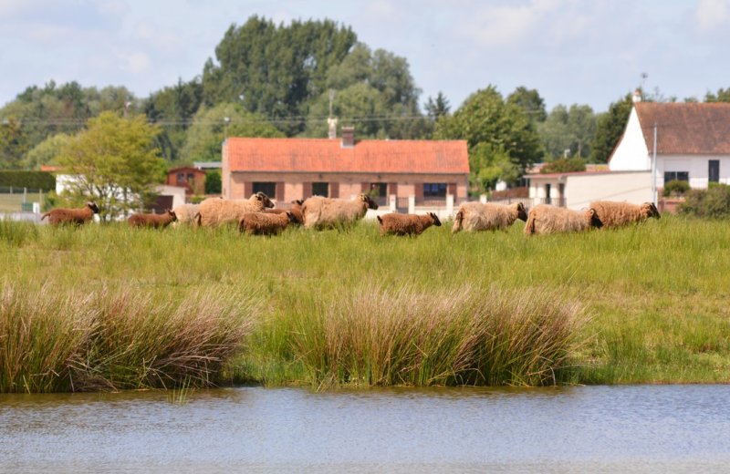 Le marais de Larronville