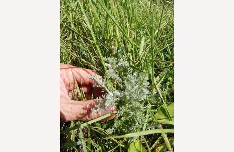 BALADE GUIDEE "Cueillette et dégustation des plantes de la baie d'Authie"