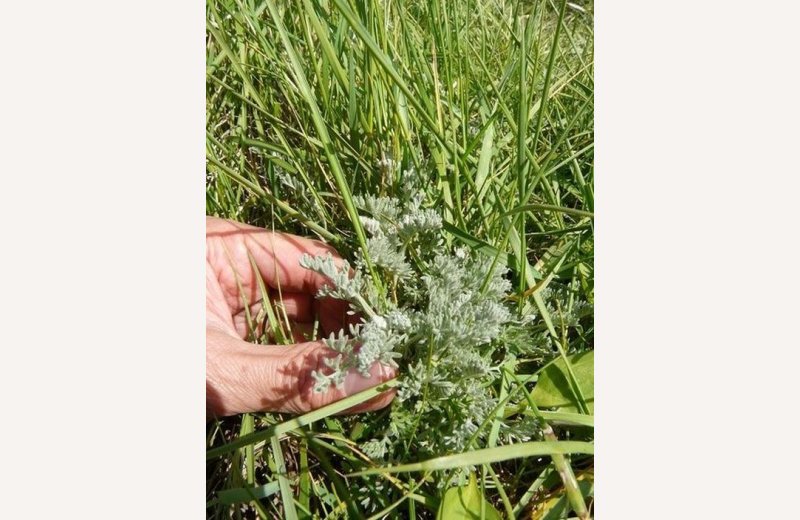 GUIDED WALK "Picking and tasting the plants of the Bay of Authie"