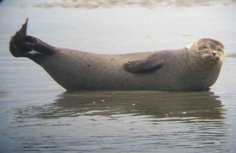 Maxim Guide en Baie de Somme