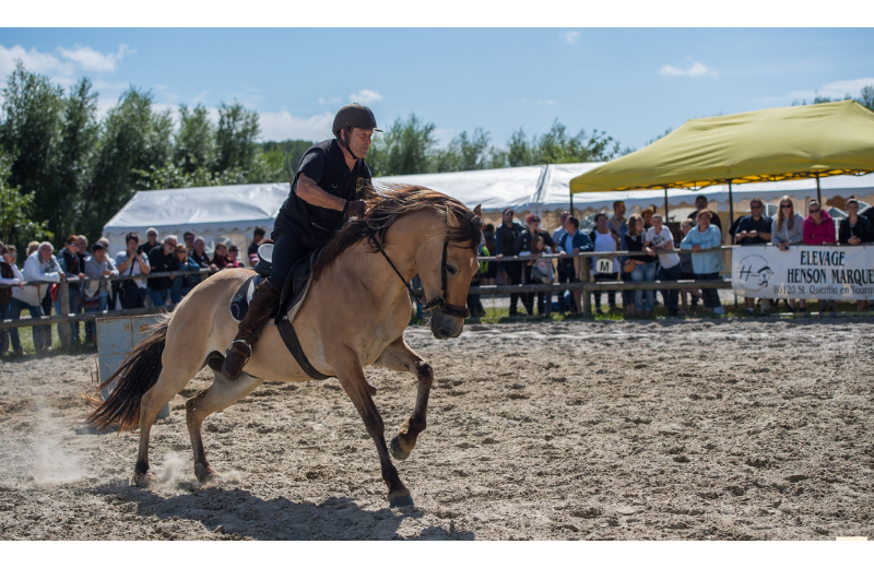 Ferya des Henson Au Haras-Henson de Rue