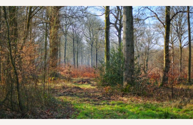 Forêt Domaniale de Crécy