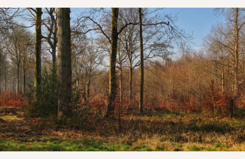 Forêt Domaniale de Crécy