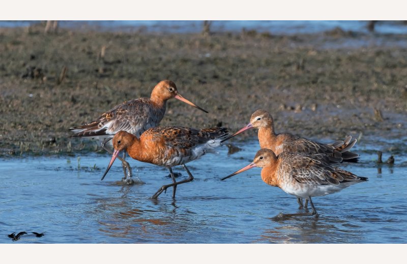 Réserve Ornithologique Baie de Somme - Grand-Laviers