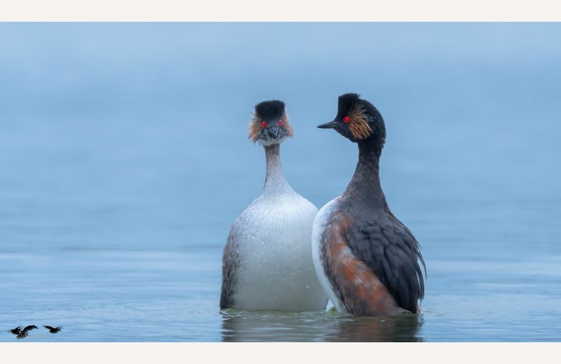 Réserve Ornithologique Baie de Somme - Grand-Laviers