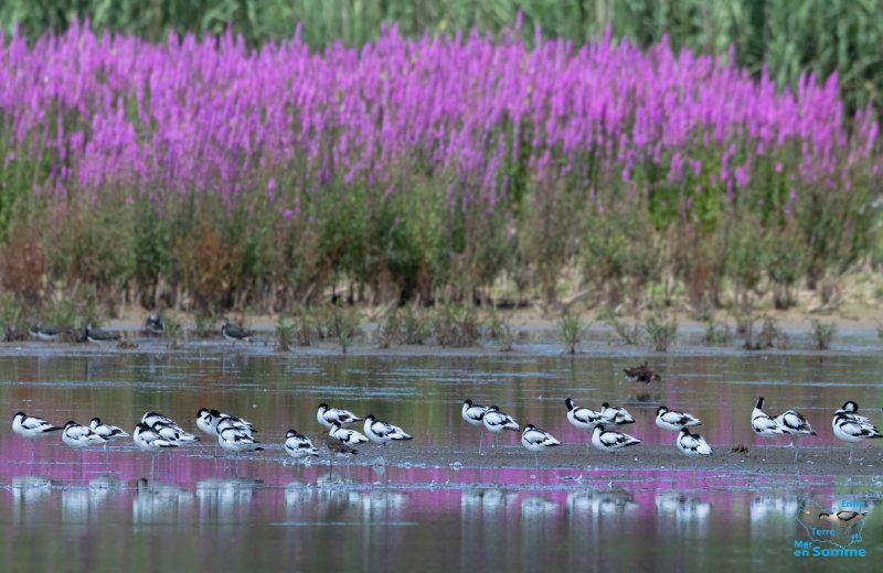 Réserve Ornithologique Baie de Somme - Grand-Laviers