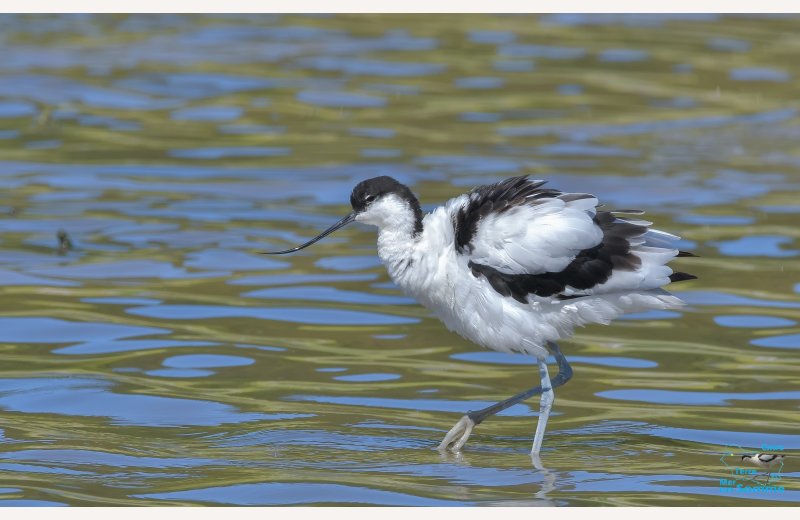 Réserve Ornithologique Baie de Somme - Grand-Laviers