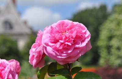Visite guidée "Histoire de roses"