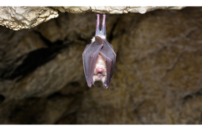Journée de la chauve-souris à Saint-Riquier