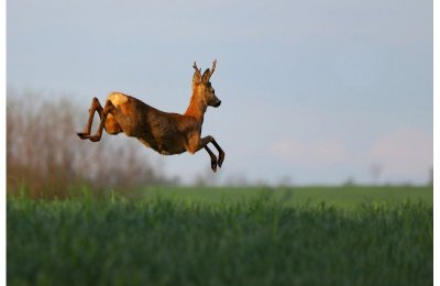 Sur les pas du chevreuil aux bois d'argent