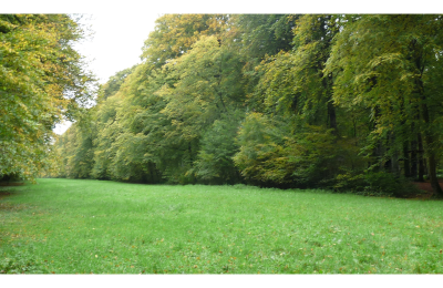 Fête de la forêt