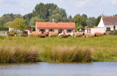 Le marais de Larronville