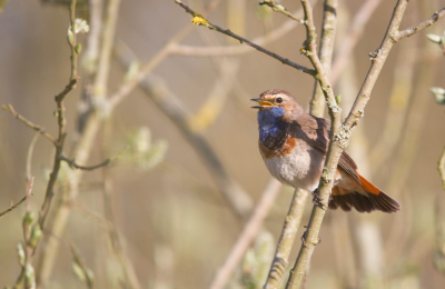 Visite privilège : "Au petit matin, le chant des oiseaux des Jardins"