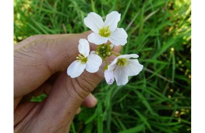 GEFÜHRTE WANDERUNG "Ernte und Verkostung von Pflanzen aus der Bucht von Authie"