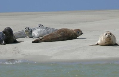 Balade Guidée: Observation de la colonie de phoques