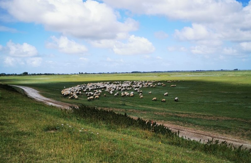 Le sentier du littoral Baie de Somme